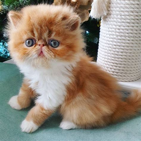 persian cats for sale|persian cat for sale near me.